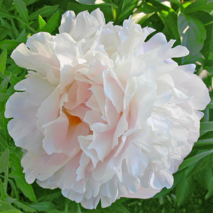 Paeonia lactiflora 'Shirley Temple' Peony from Sandy's Plants