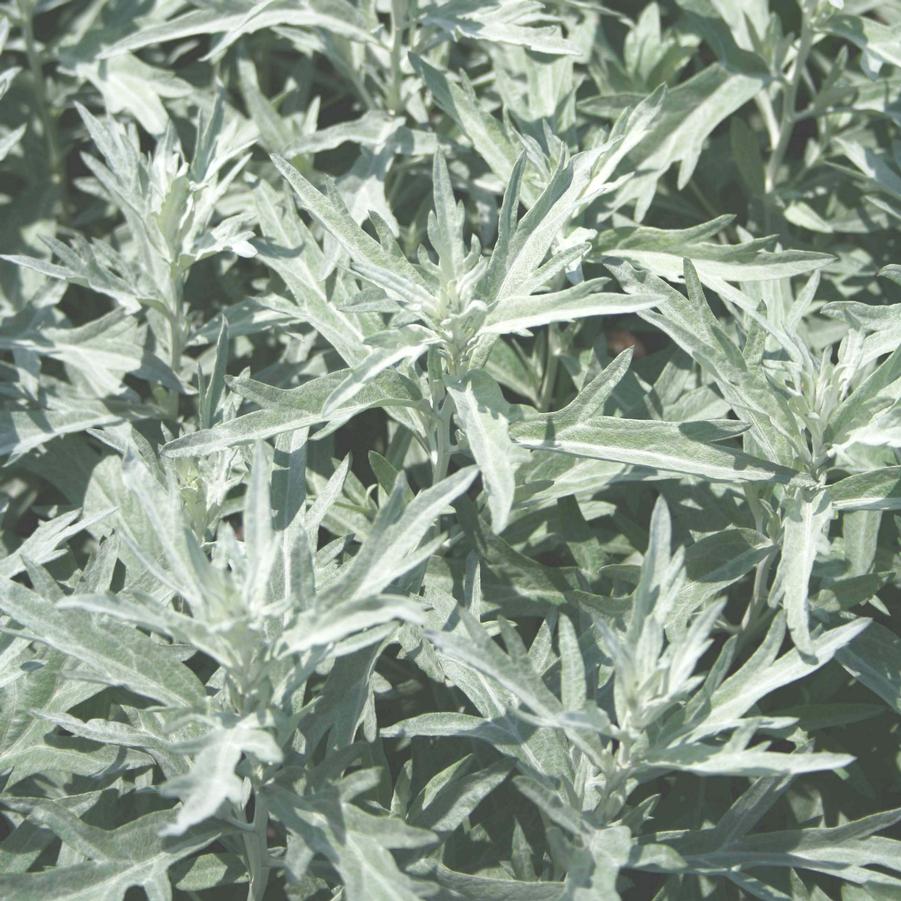 Artemisia ludoviciana 'Silver King' Wormwood from Sandy's Plants