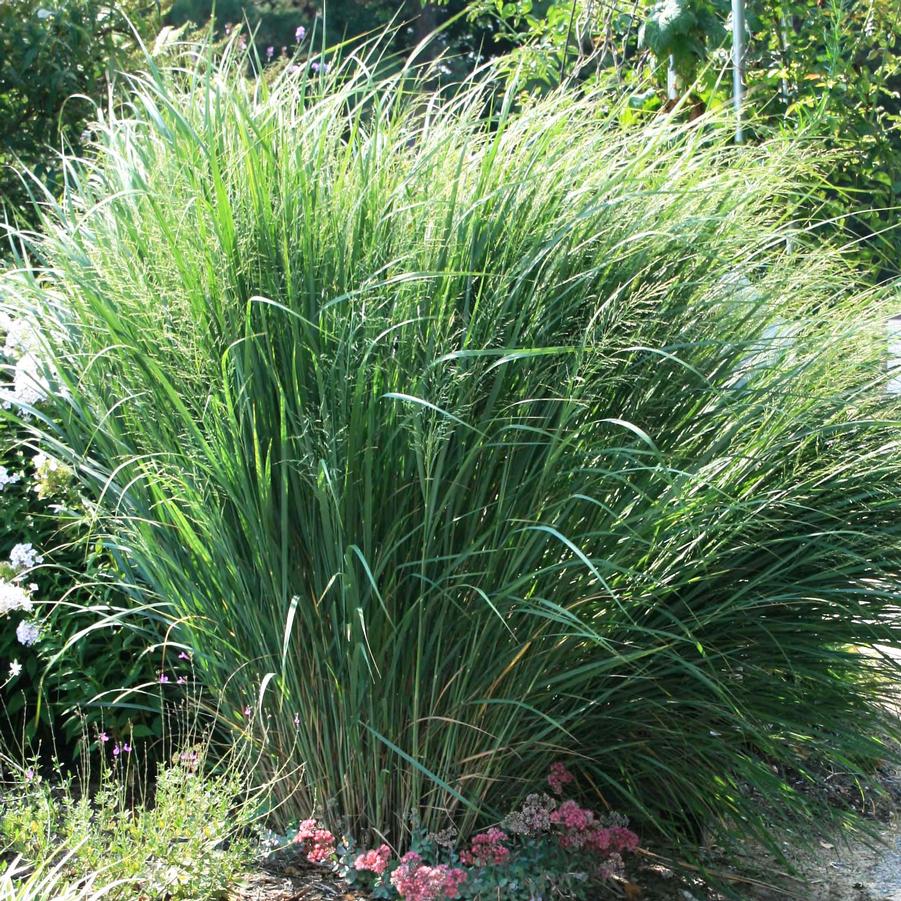 Panicum virgatum 'Northwind' Switch Grass from Sandy's Plants