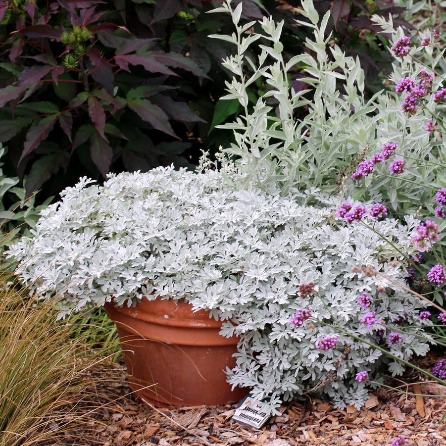Artemisia stelleriana Silver Brocade Sandy's Plants