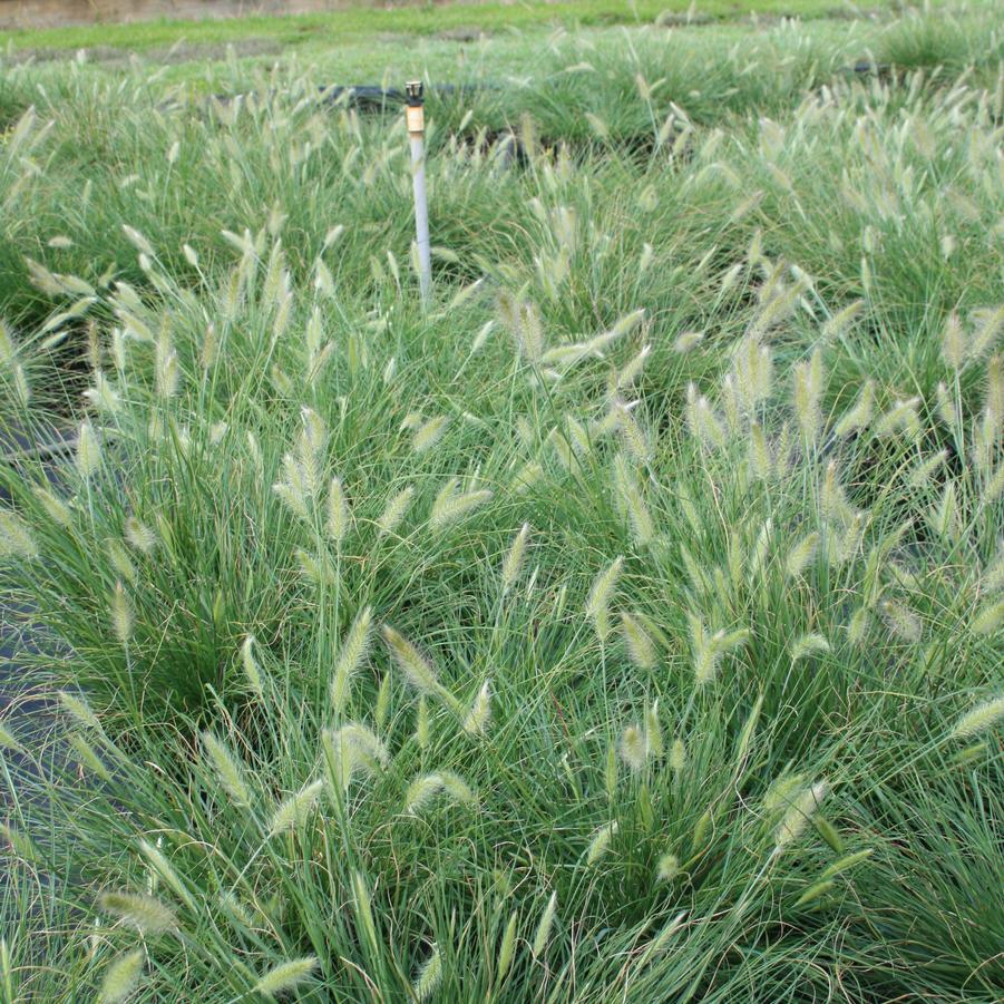Pennisetum alopecuroides 'Hameln' Dwarf Fountain Grass from Sandy's Plants