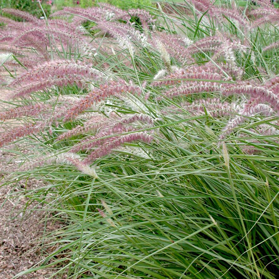 Pennisetum orientale 'Karley Rose' Fountain Grass from Sandy's Plants