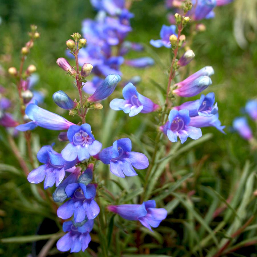 Penstemon heterophyllus 'Electric Blue' Beardtongue from Sandy's Plants