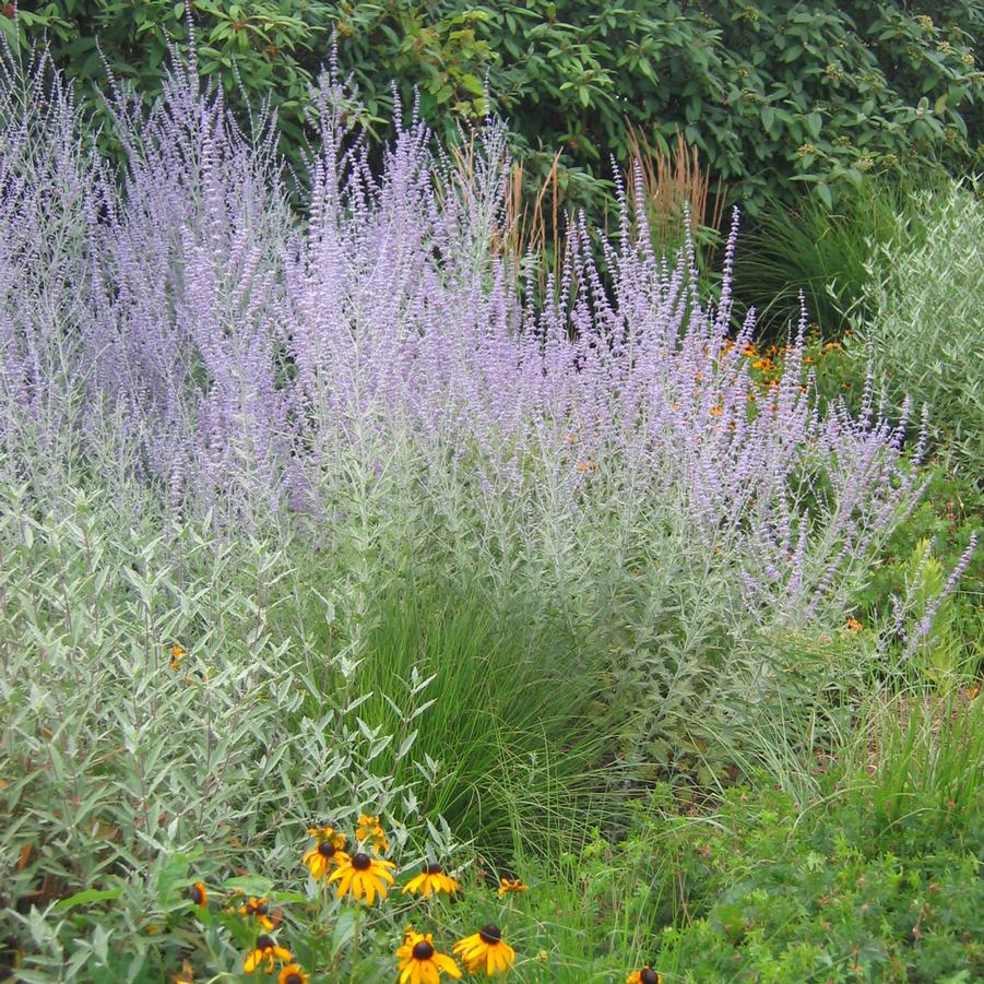 Perovskia atriplicifolia Russian Sage from Sandy's Plants