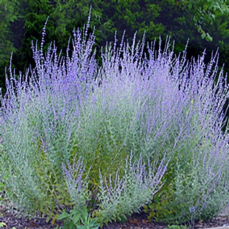Perovskia atriplicifolia 'Little Spire' Russian Sage from Sandy's Plants