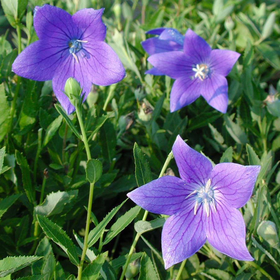 Platycodon grandiflorus Fuji Blue Sandy's Plants