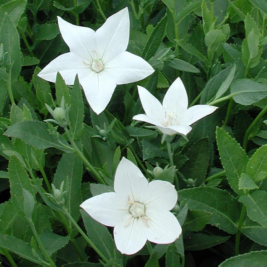 Platycodon grandiflorus Fuji White Sandy's Plants