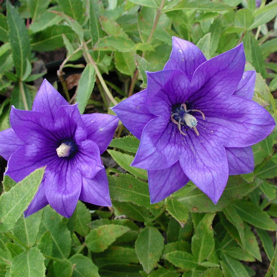 Platycodon grandiflorus 'Hakone Double Blue' Balloon Flower from Sandy