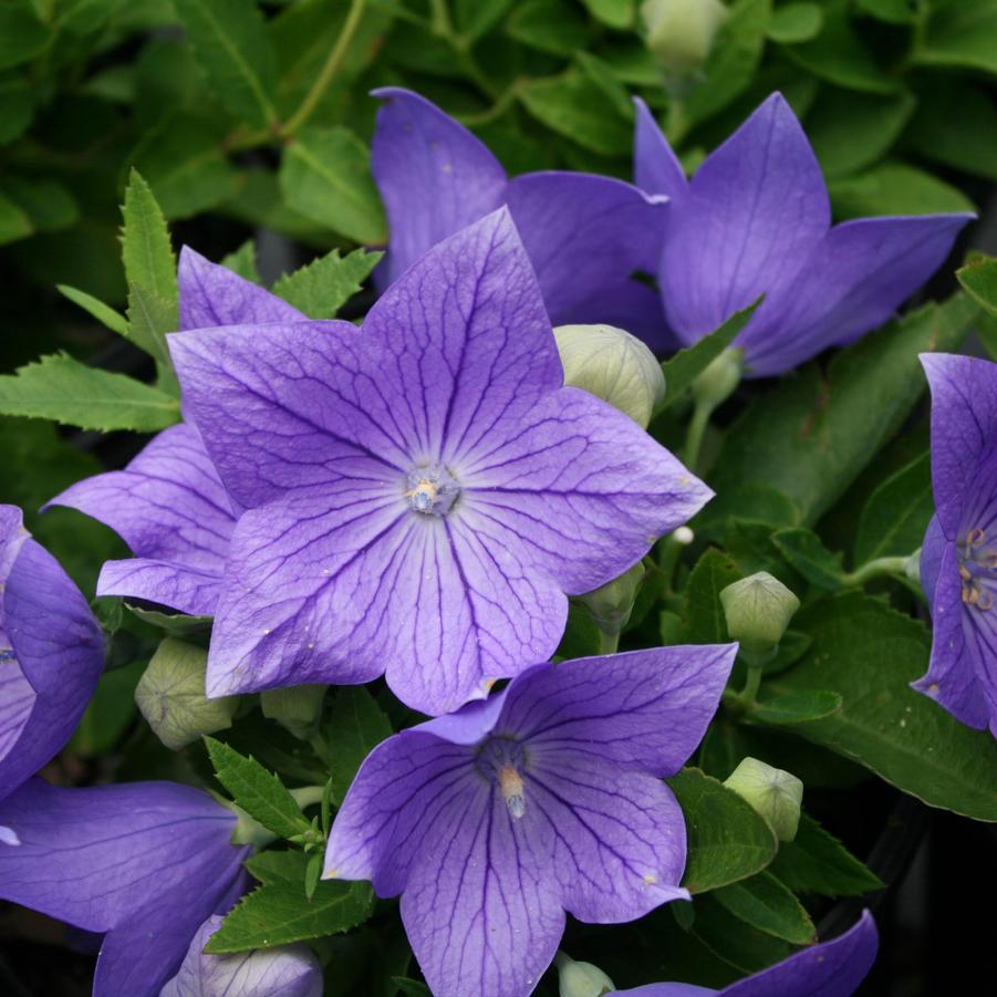 Platycodon grandiflorus 'Sentimental Blue' Balloon Flower from Sandy's