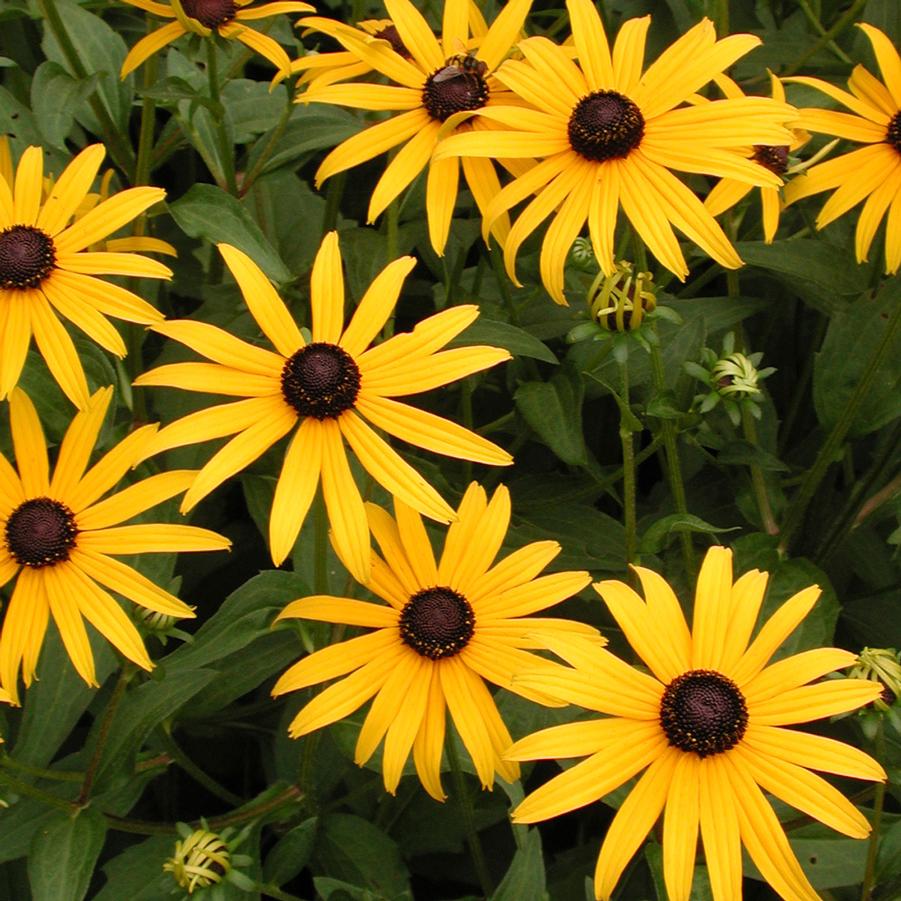 Rudbeckia fulgida 'Goldsturm' BlackEyed Susan from Sandy's Plants