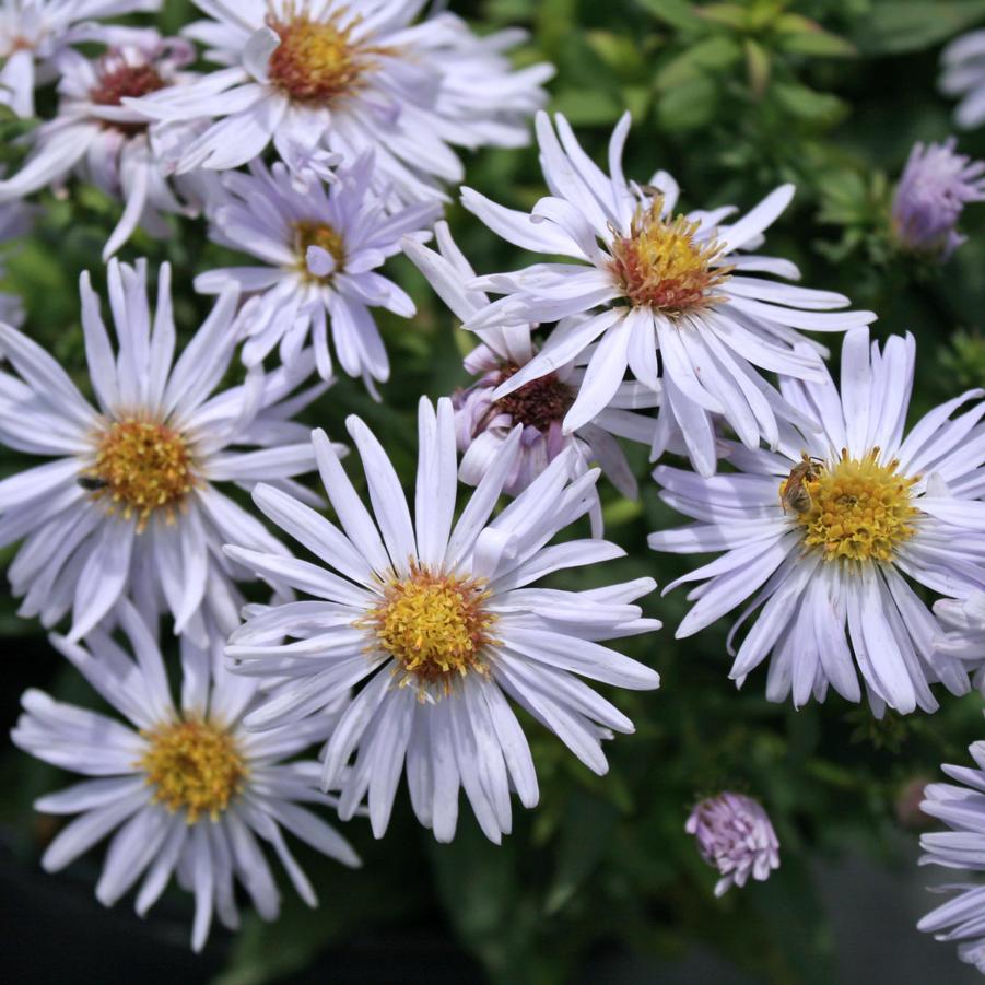 Aster (Symphyotrichum) novibelgii 'Royal Opal' New York Aster from