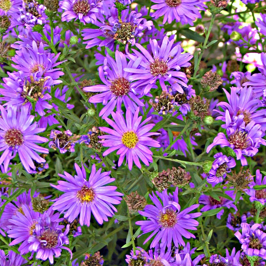 Aster (Symphyotrichum) dumosum 'Wood's Purple' New York Aster from