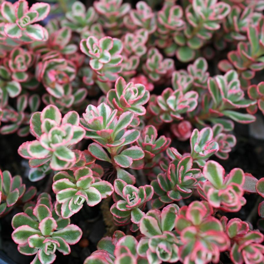 Sedum spurium 'Tricolor' Stonecrop from Sandy's Plants