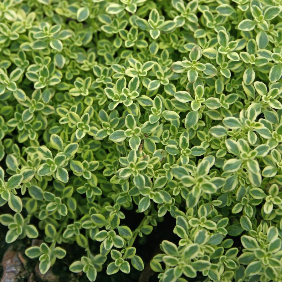 Thymus 'Highland Cream' Thyme "Hartington Silver" from Sandy's Plants
