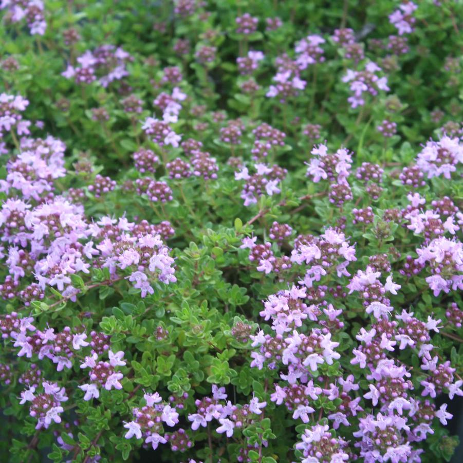 Thymus serpyllum 'Mother of Thyme' Creeping Thyme from Sandy's Plants
