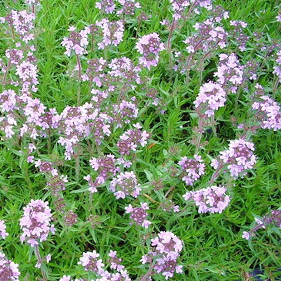 Thymus 'Spicy Orange' Thyme from Sandy's Plants