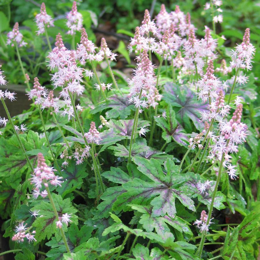 Tiarella Elizabeth Oliver Sandy's Plants