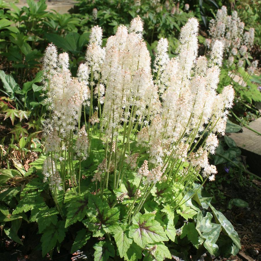 Tiarella cordifolia 'Brandywine' Allegheny Foamflower from Sandy's Plants