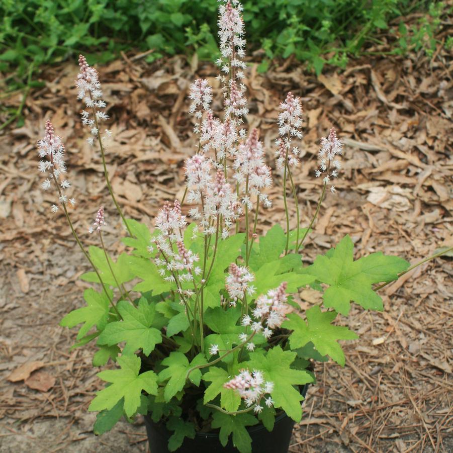 Tiarella cordifolia 'Oakleaf' Allegheny Foamflower from Sandy's Plants