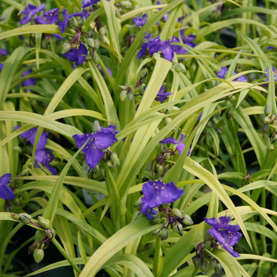 Tradescantia 'Sweet Kate' Spiderwort / Widow's Tears from Sandy's Plants
