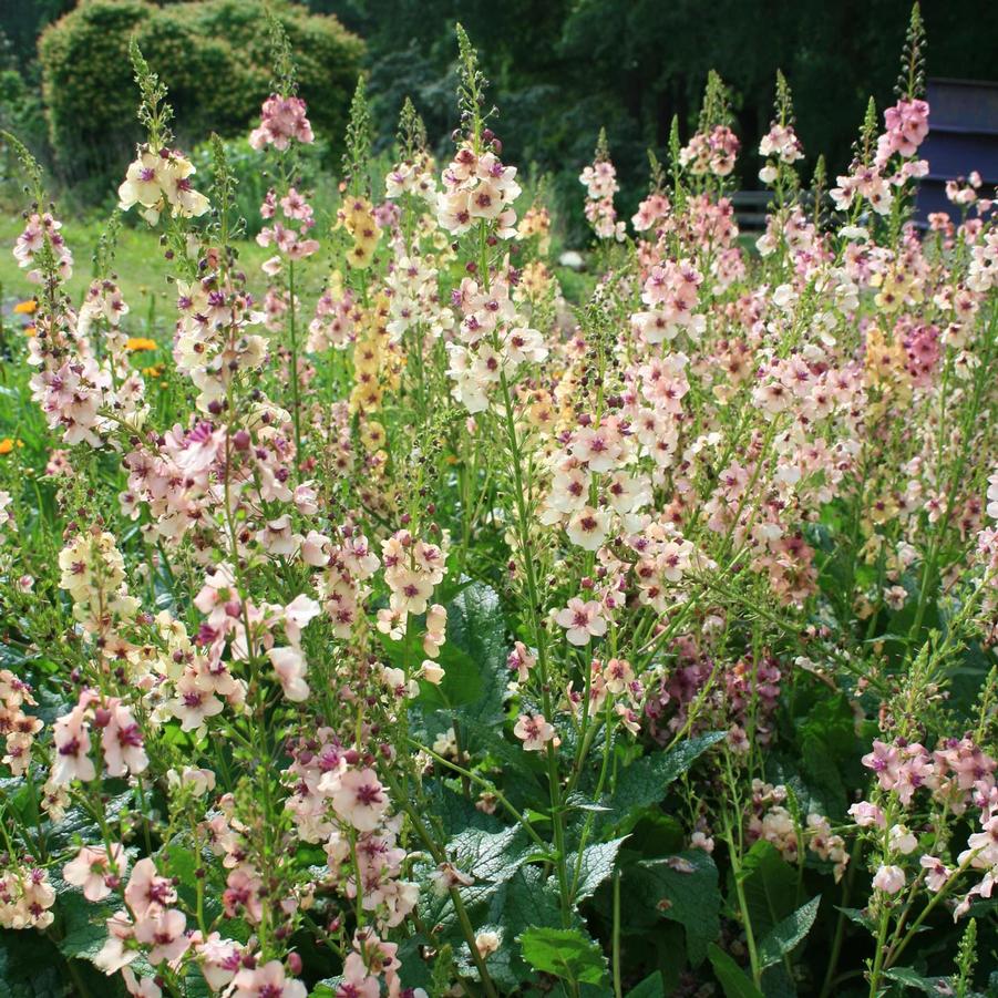 Verbascum 'Southern Charm' Mullein from Sandy's Plants