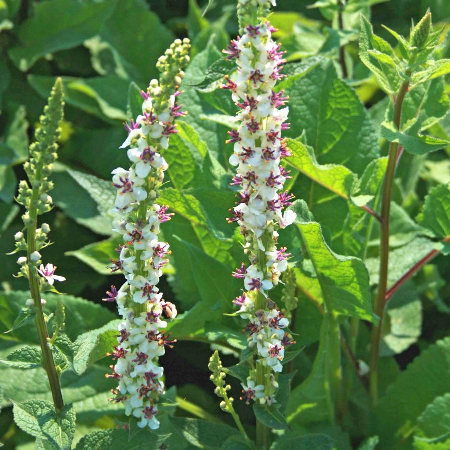 Verbascum chaixii 'Wedding Candles' Mullein from Sandy's Plants