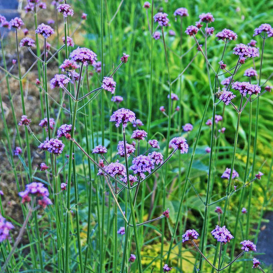 Verbena bonariensis Vervain from Sandy's Plants
