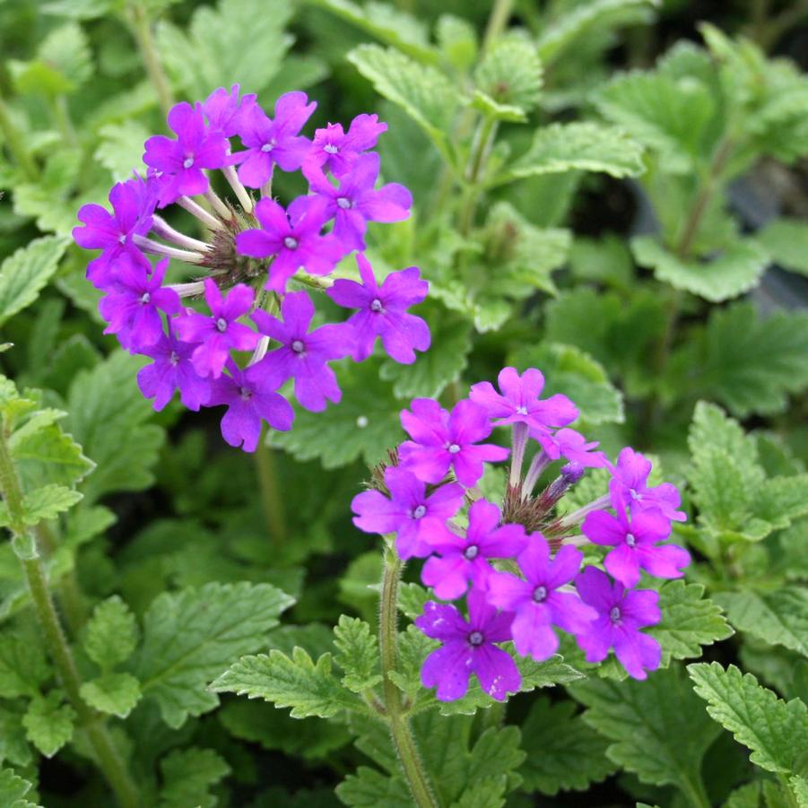 Verbena canadensis 'Homestead Purple' Vervain from Sandy's Plants