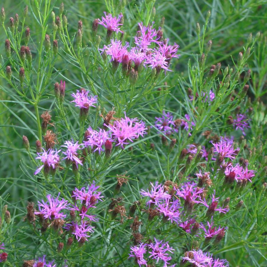 Vernonia lettermannii Iron Butterfly Sandy's Plants