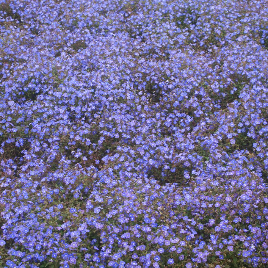 Veronica peduncularis Blue' Speedwell from Sandy's Plants