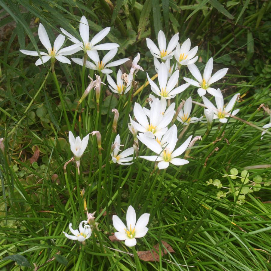 Zephyranthes candida Sandy's Plants