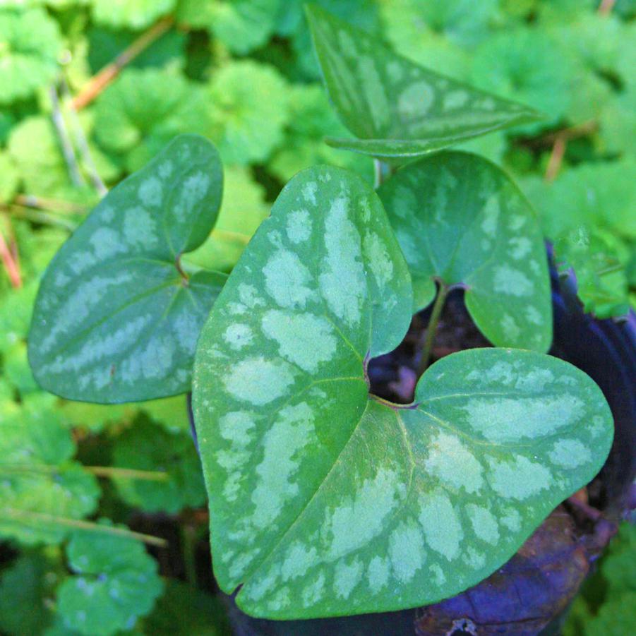 Asarum arifolium Little Brown Jugs from Sandy's Plants