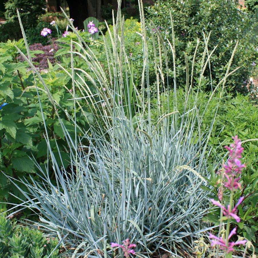 Elymus arenarius 'Blue Dune' Blue Lyme Grass from Sandy's Plants