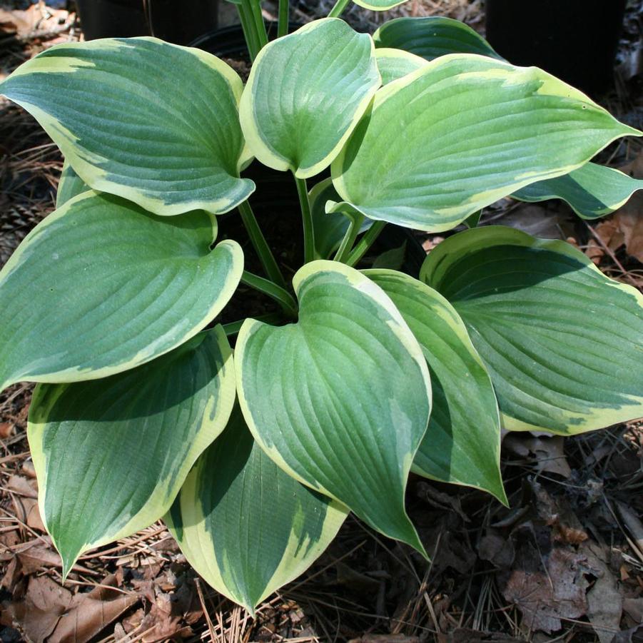Hosta 'Earth Angel' Plantain Lily from Sandy's Plants