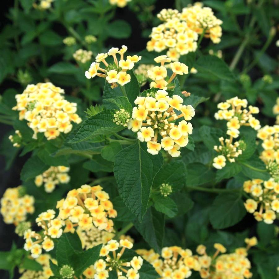 Lantana camara 'Chapel Hill Yellow' Lantana from Sandy's Plants