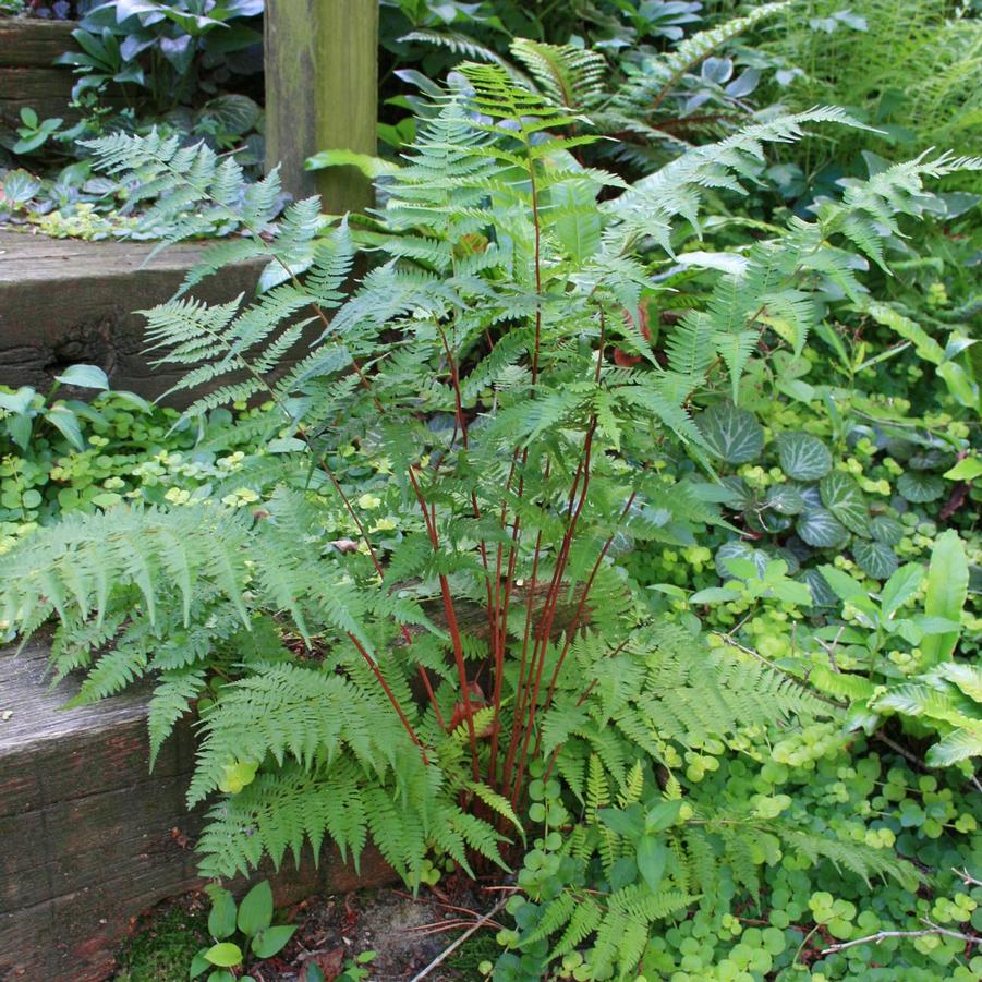 Athyrium angustum forma rubellum 'Lady in Red' Lady in Red Fern from