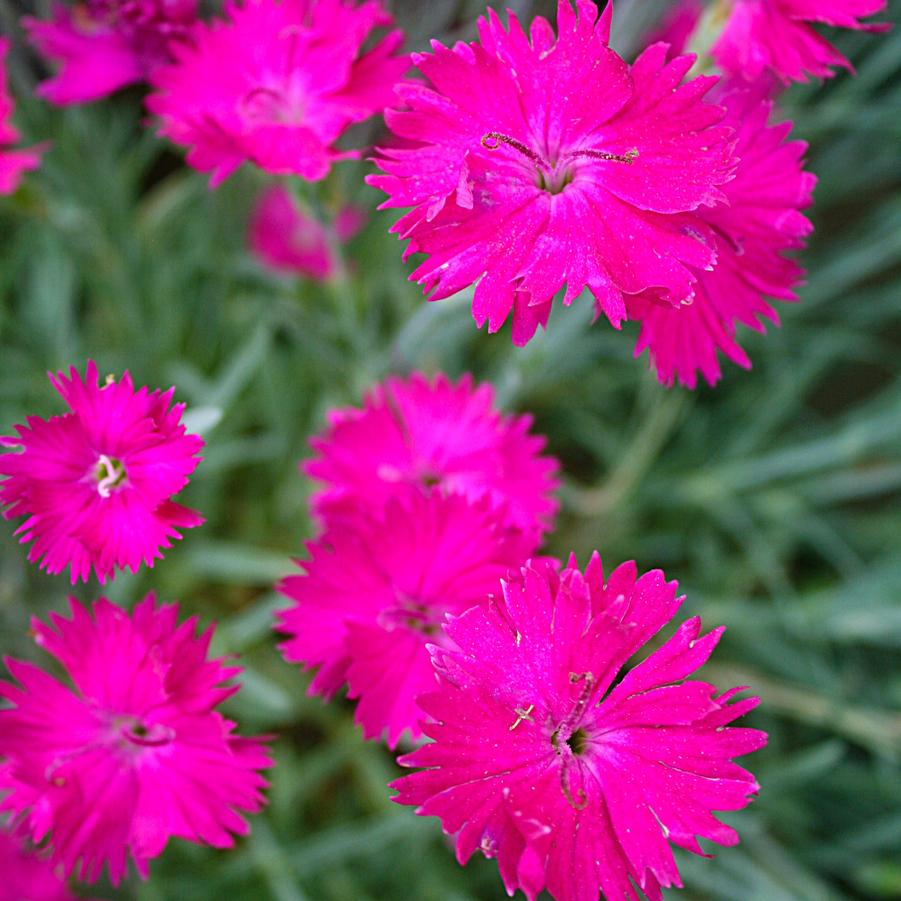 Dianthus 'Neon Star' Pinks from Sandy's Plants