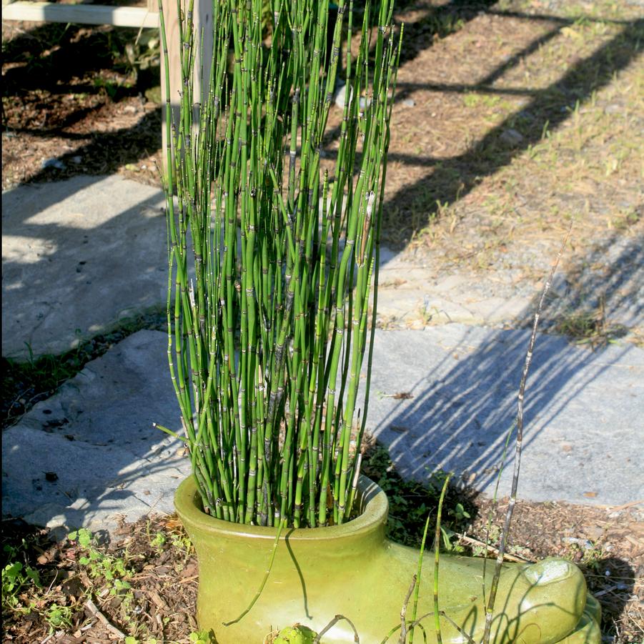 Equisetum hyemale Horsetail Rush from Sandy's Plants