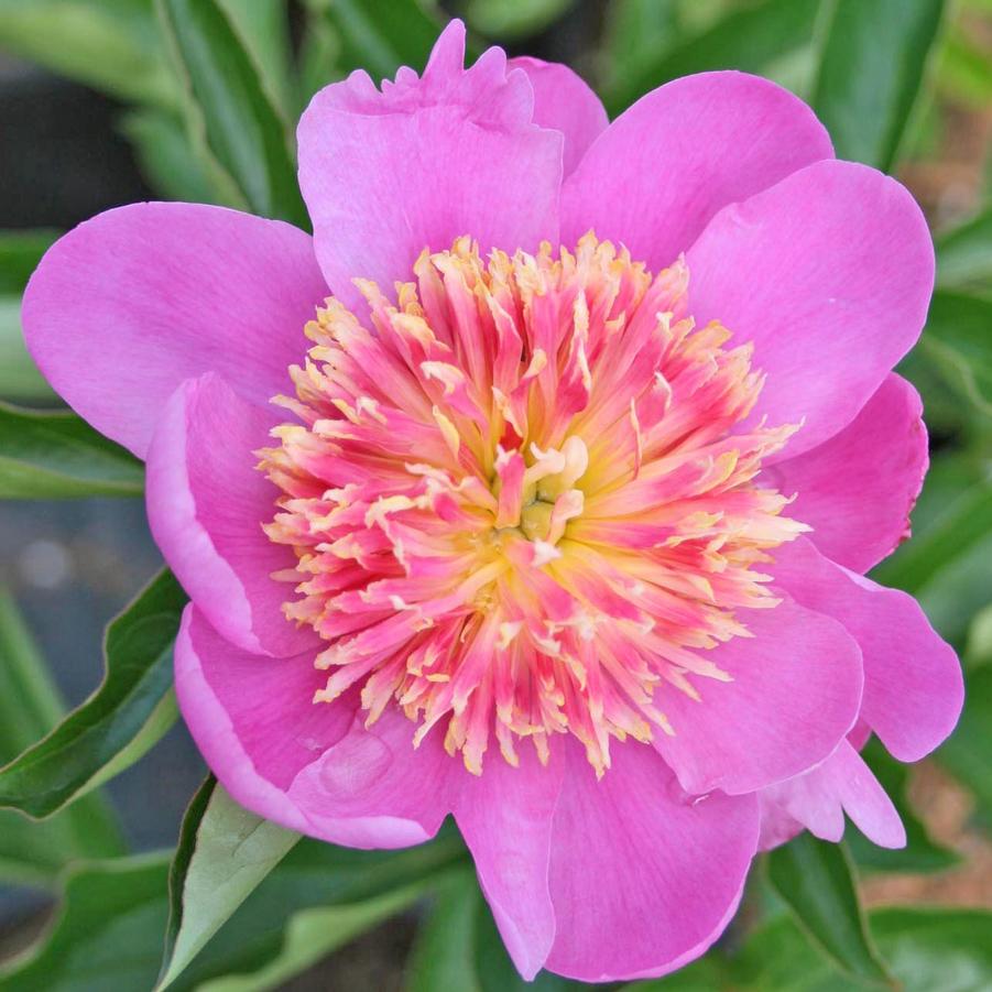 Paeonia lactiflora Tom Eckhardt Sandy's Plants