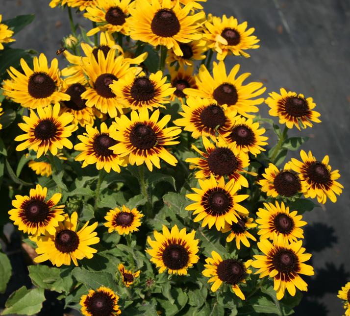 Rudbeckia hirta 'Denver Daisy' Gloriosa Daisy from Sandy's Plants