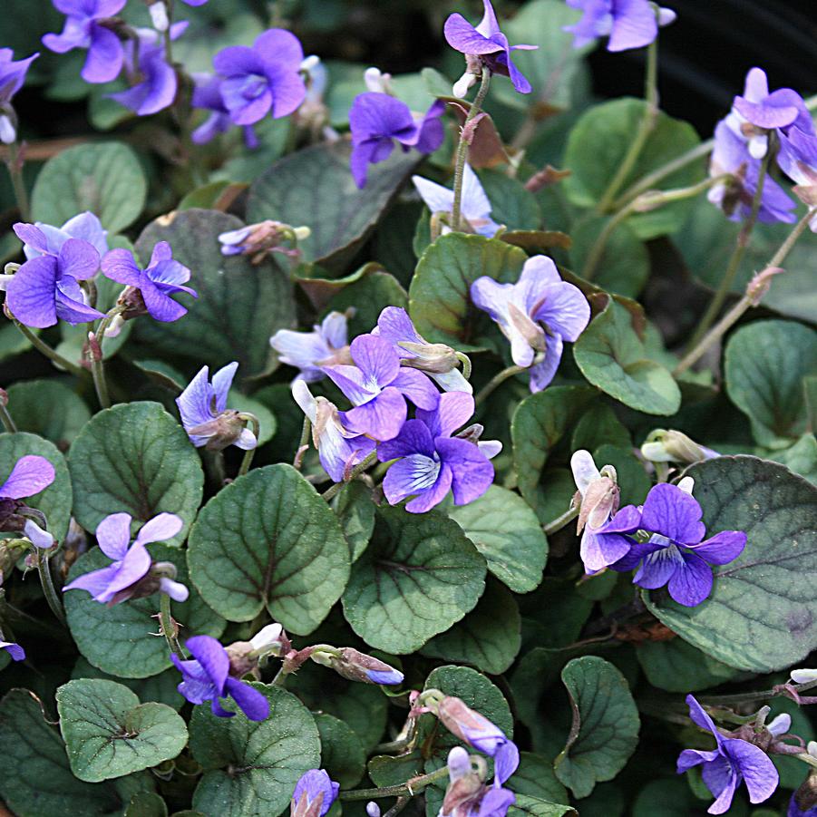 Viola walteri 'Silver Gem' Appalachian Violet from Sandy's Plants