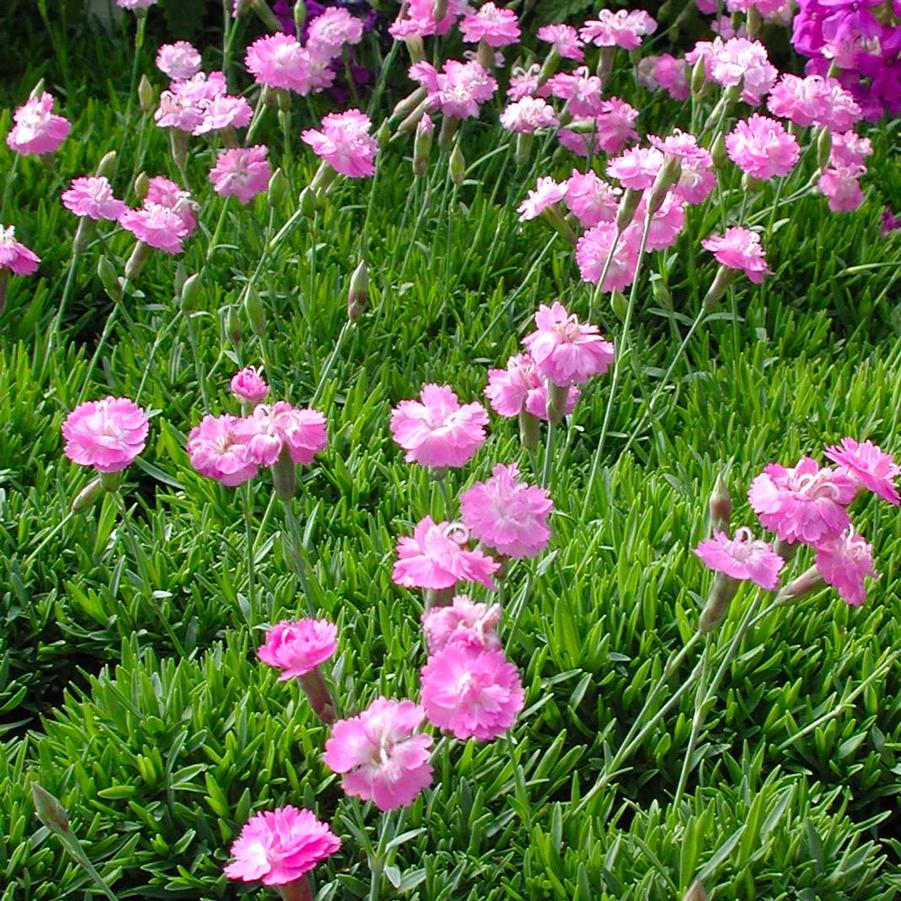 Dianthus gratianopolitanus 'Tiny Rubies' Cheddar Pinks from Sandy's Plants