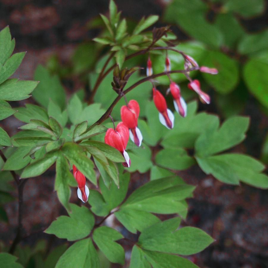 Dicentra spectabilis 'Valentine' Bleeding Hearts from Sandy's Plants