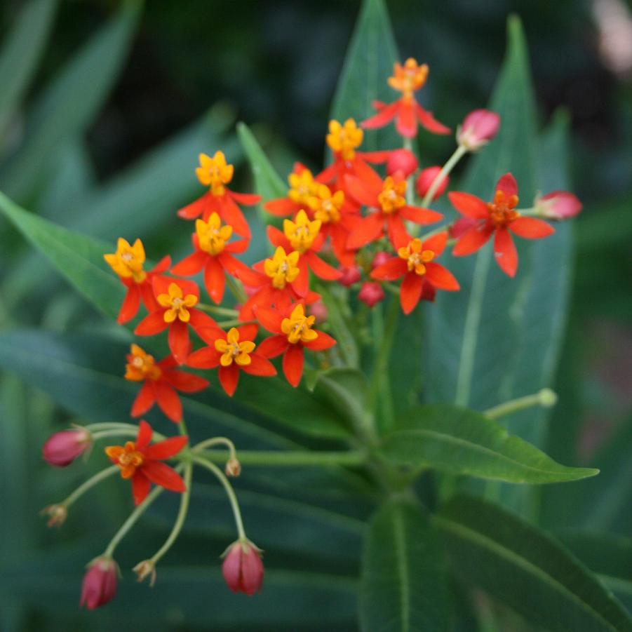 Asclepias curassavica Red Butterfly Sandy's Plants