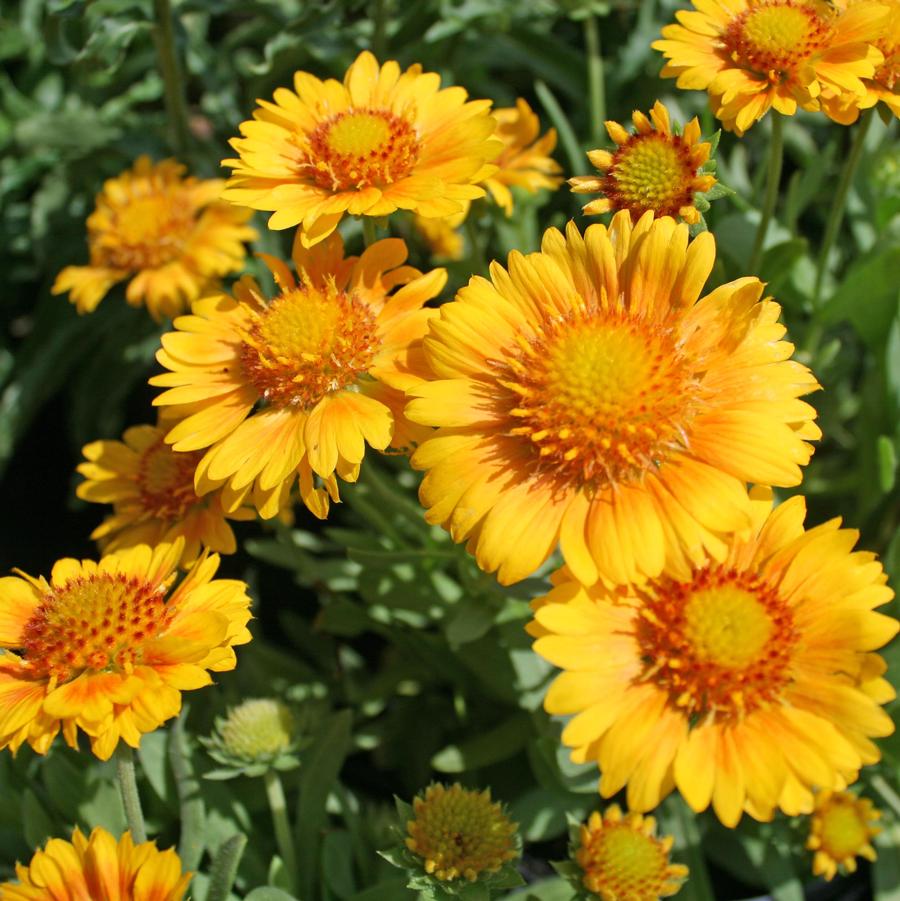 Gaillardia Grandiflora Arizona Apricot Blanket Flower 10 lupon.gov.ph