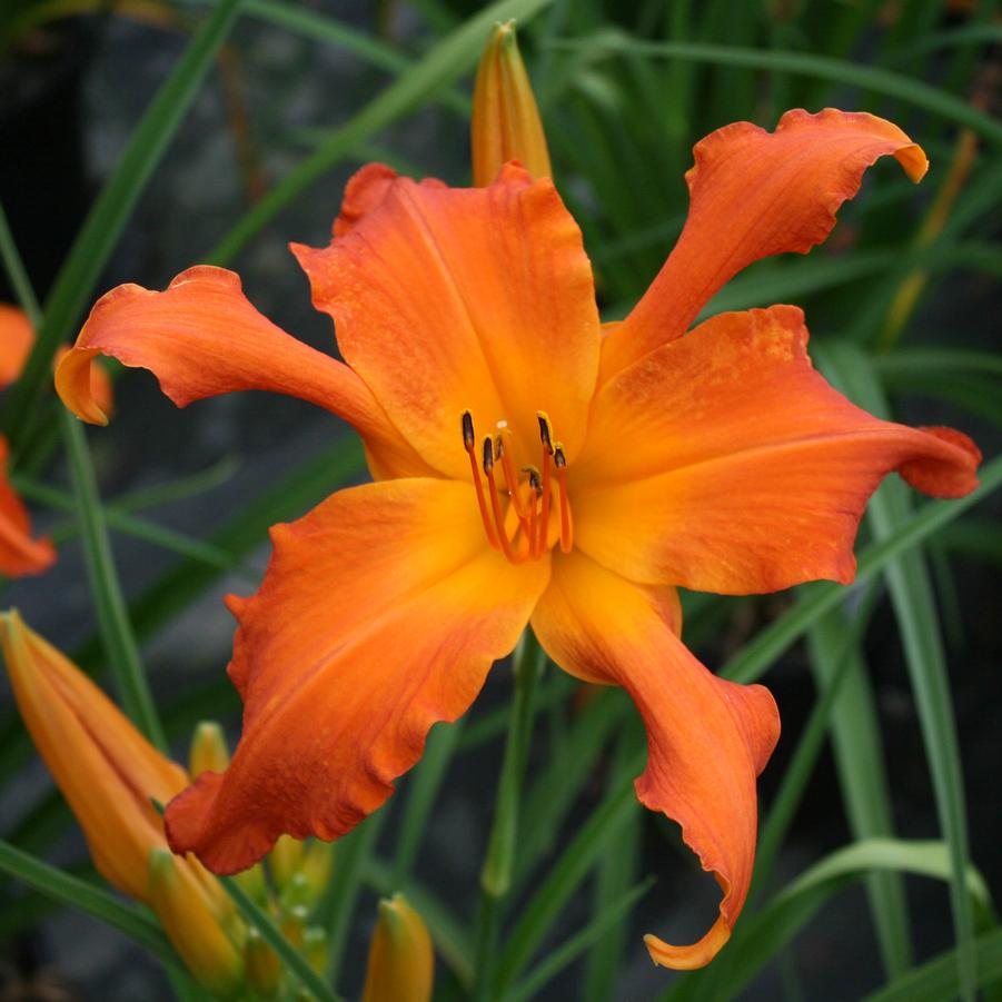 Hemerocallis 'Primal Scream' Daylily from Sandy's Plants