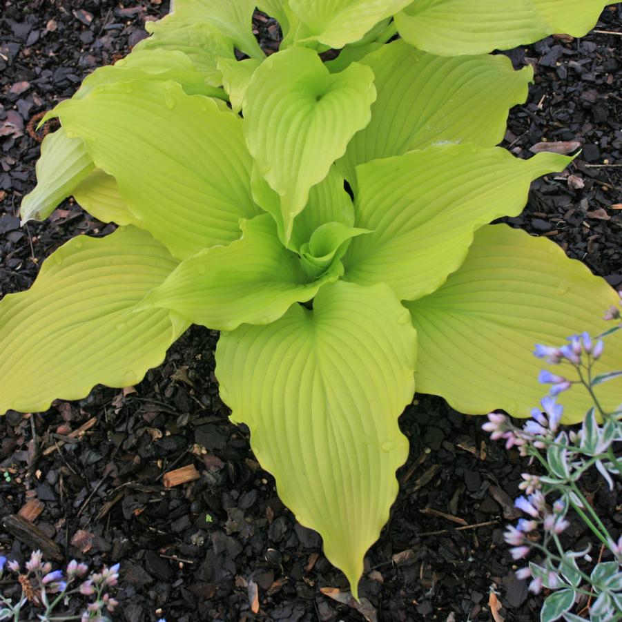 Hosta 'Dancing Queen' Plantain Lily from Sandy's Plants