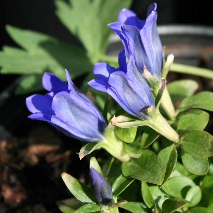 Gentiana 'True Blue' Bottle Gentian from Sandy's Plants
