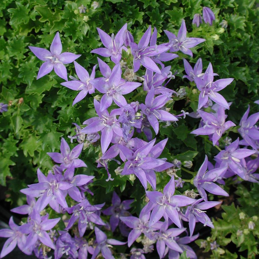 Campanula poscharskyana 'Blue Waterfall' Bellflower from Sandy's Plants