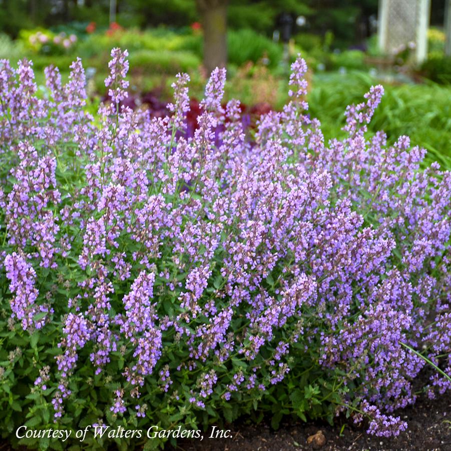 Nepeta faassenii 'Cat's Meow' Catmint from Sandy's Plants